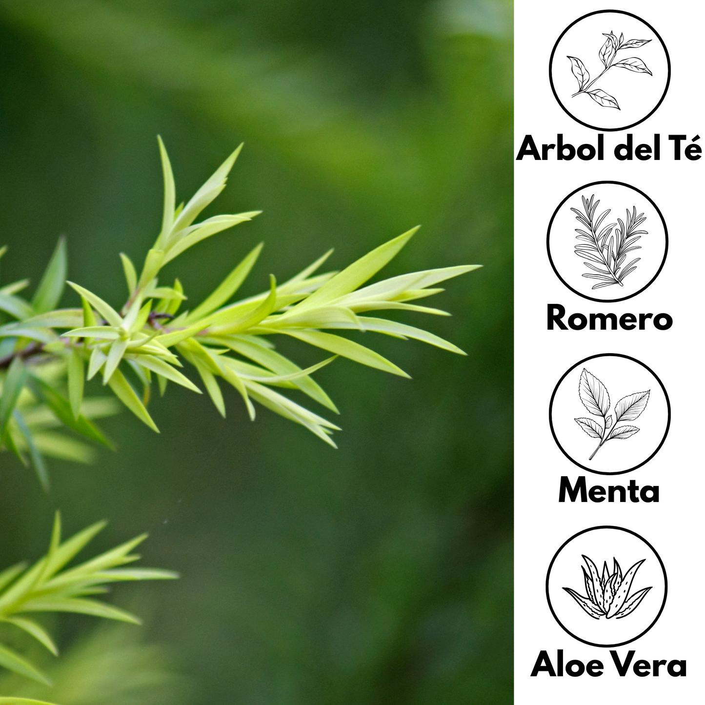 Crema Facial Control Grasa Árbol del Té